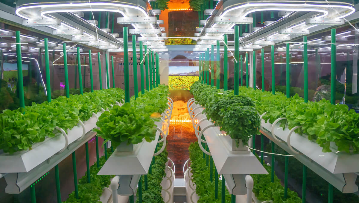 Growing Plants With Hydroponics