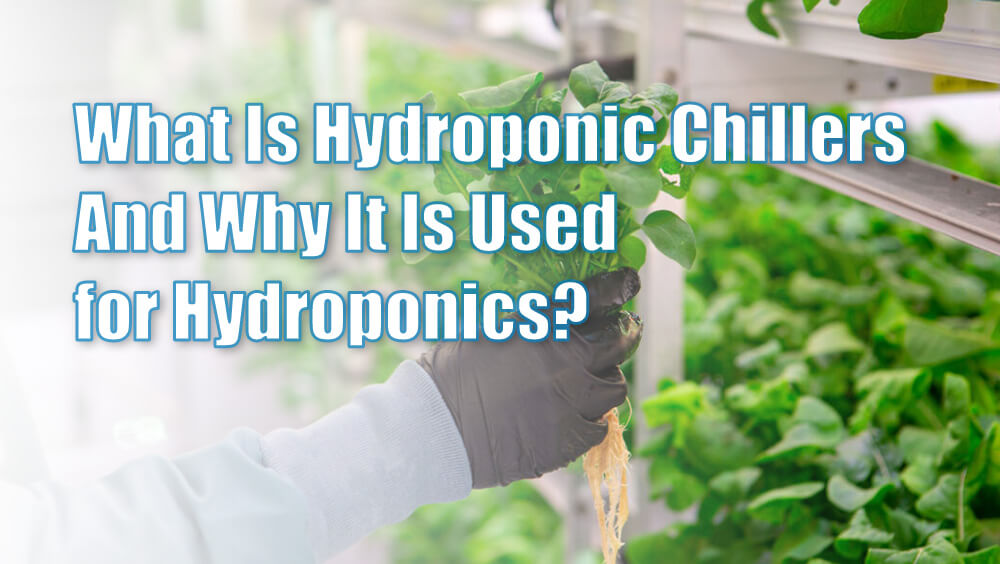 What is hydroponic and why you need a chiller