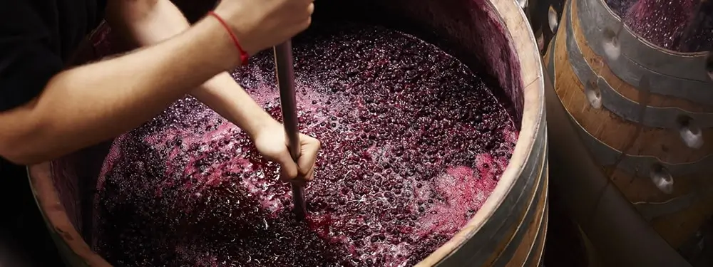 wine fermentation process 3-s