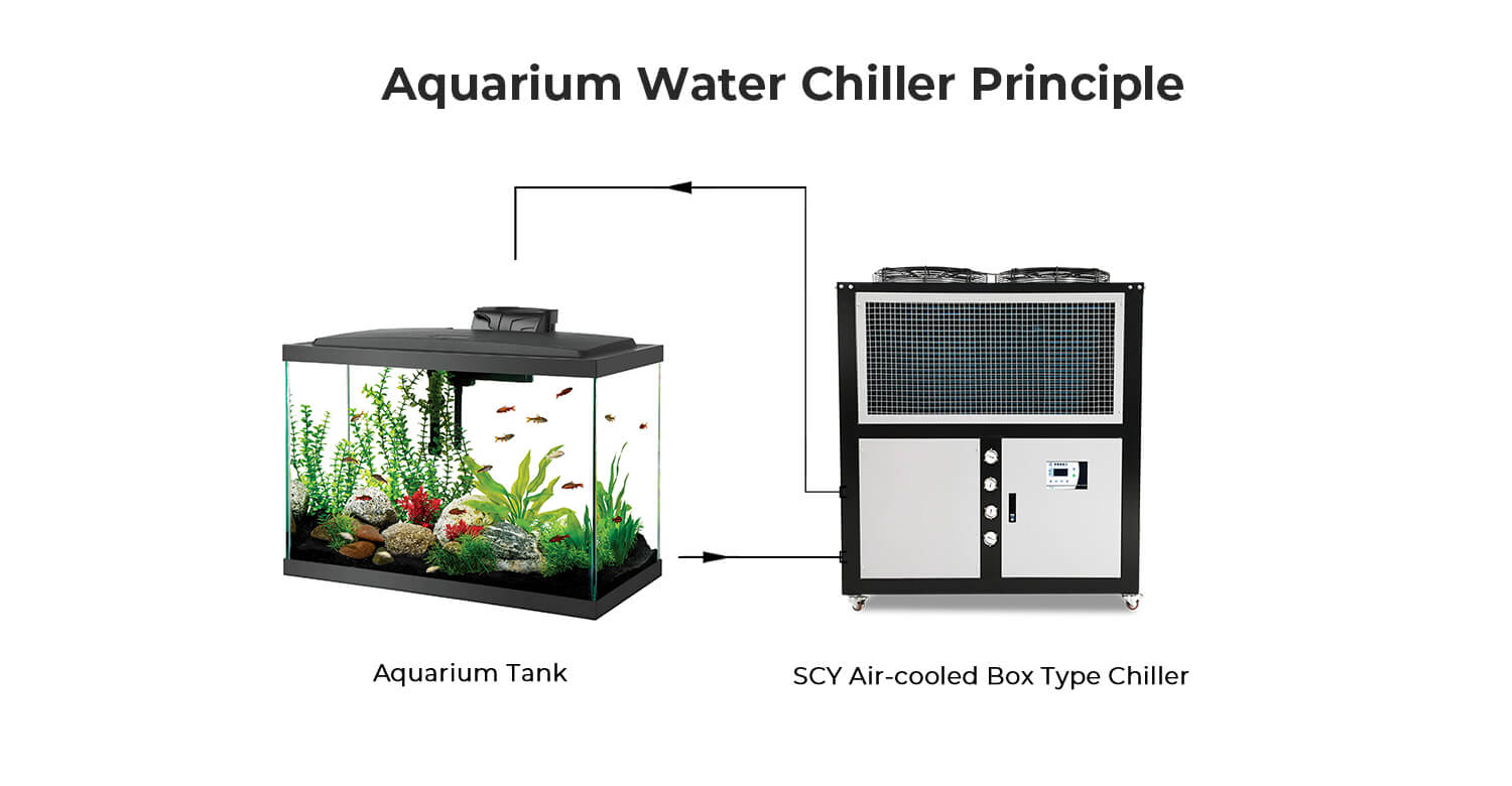 Quelle est la température idéale pour son aquarium ?
