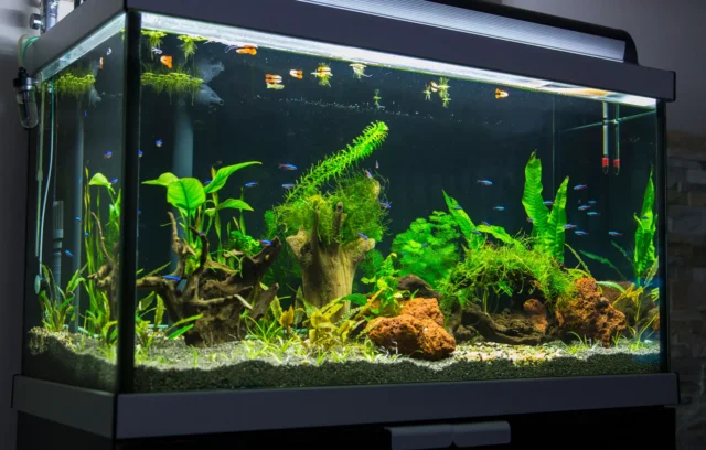 Pilihan dan Desain Aquarium Chiller