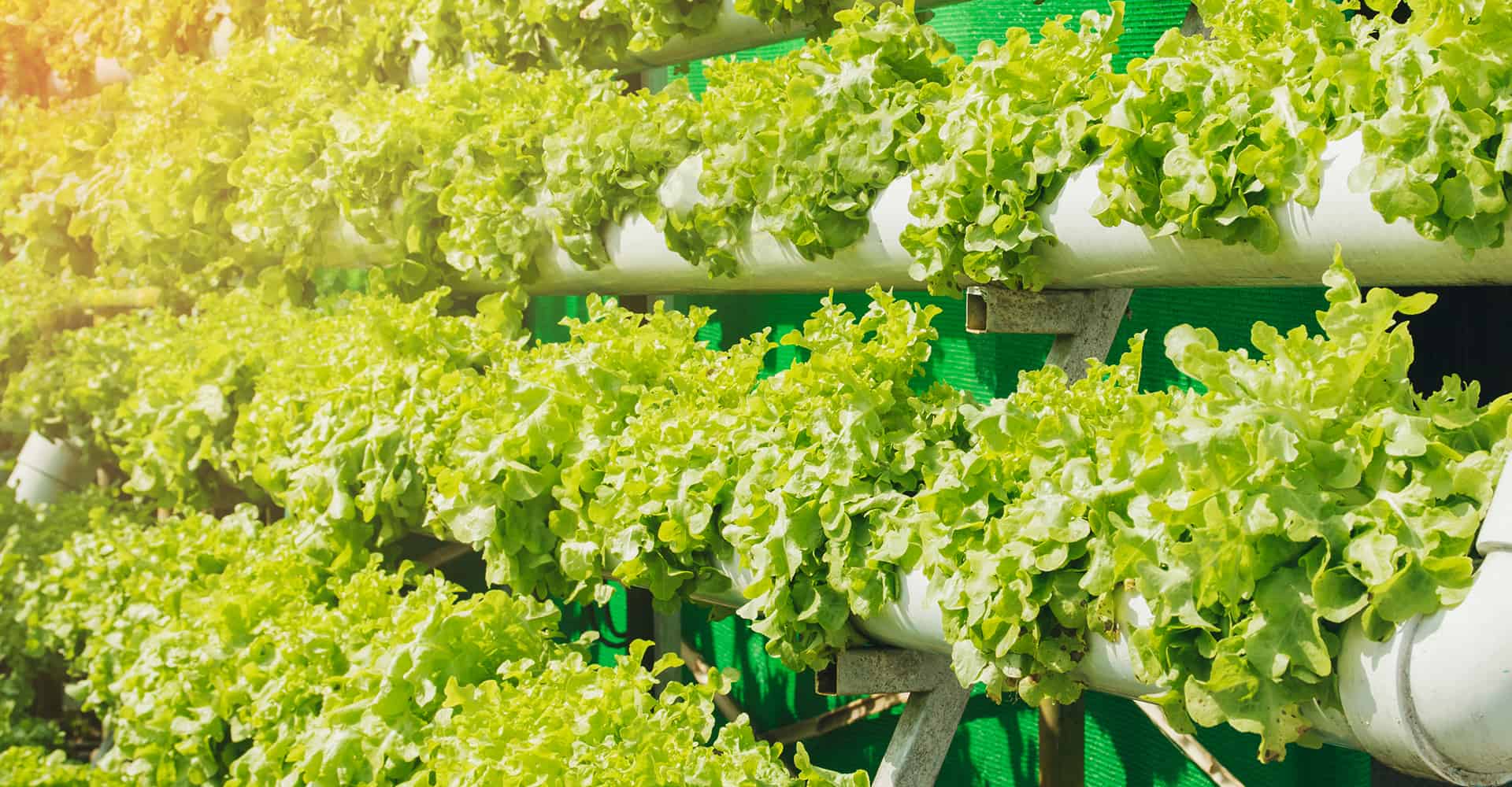 vertical hydroponics